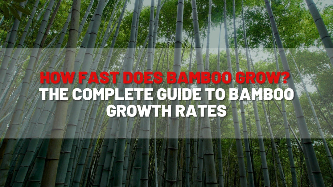 How Fast Does Bamboo Grow The Complete Guide to Bamboo Growth Rates